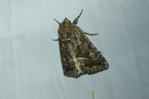 Thalpophila matura