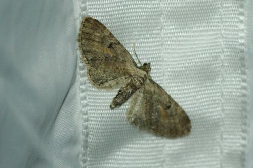 Réf. 192 082 : Eupithecia icterata