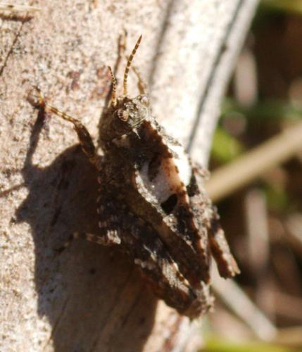 Tetrix sp.