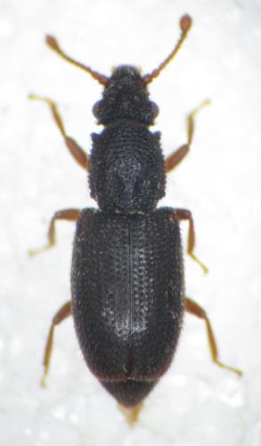 Réf. 192 740 : Monotoma picipes