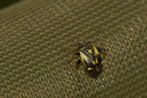 Polymerus unifasciatus