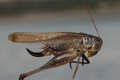 Platycleis falx laticauda