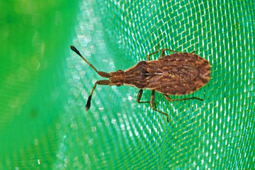 Réf. 192 326 : Spathocera lobata