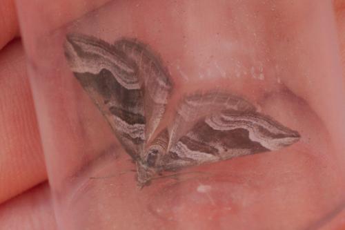 Scotopteryx peribolata