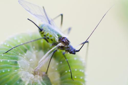 Réf. 192 614 : Macrosiphum rosae