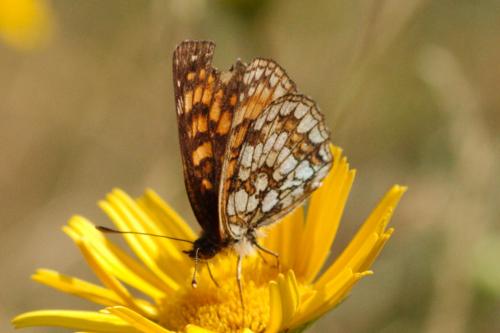 Melitaea diamina
