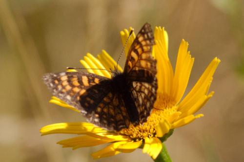 Melitaea diamina