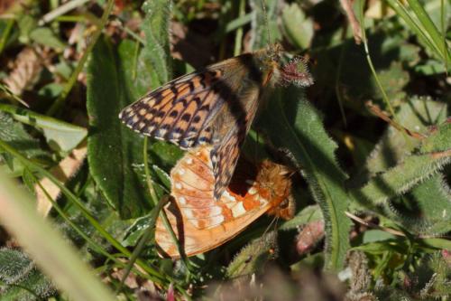 Réf. 192 806 : Boloria napaea