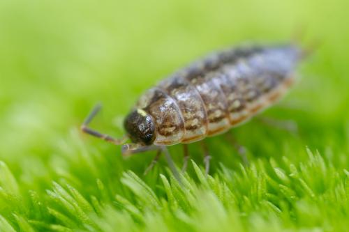 Philoscia muscorum