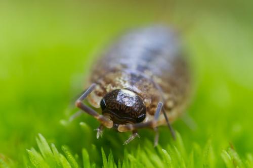 Philoscia muscorum