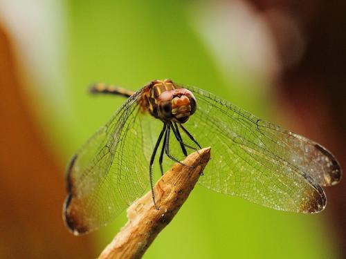 Réf. 192 028 : Dythemis sterilis
