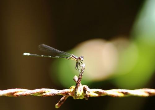 Argia sp.