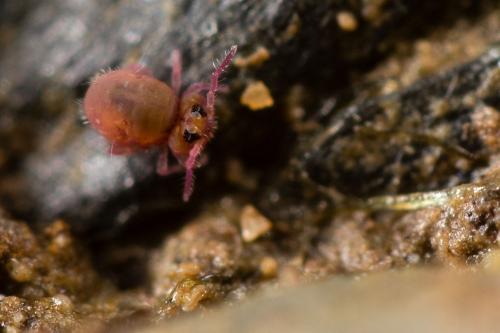 Réf. 192 184 : Stenacidia violacea