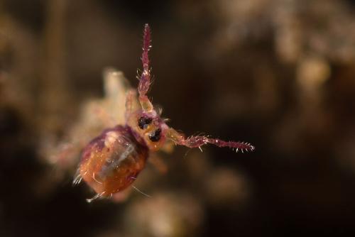 Réf. 192 140 : Stenacidia violacea