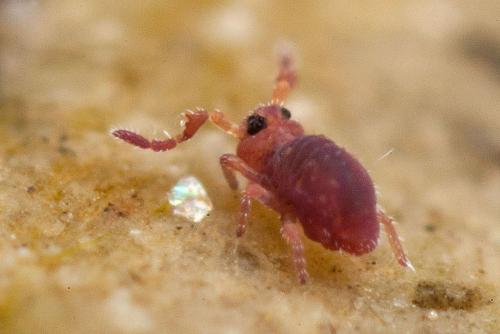 Sminthurides aquaticus