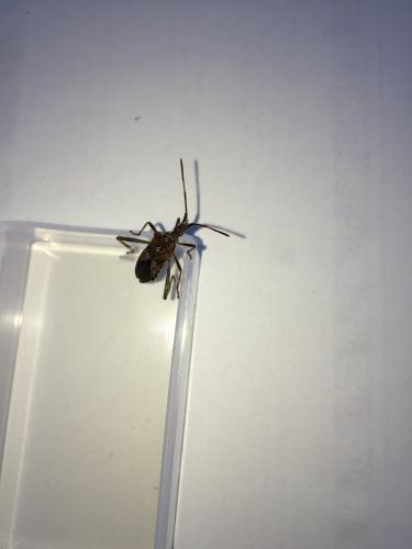 Leptoglossus occidentalis