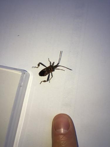 Leptoglossus occidentalis