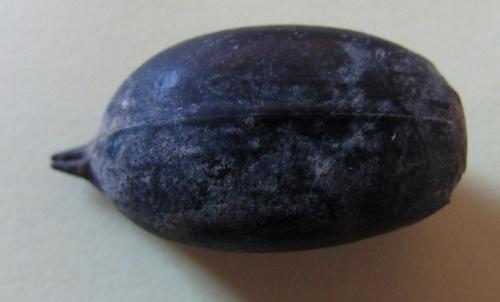 Blaps lusitanica