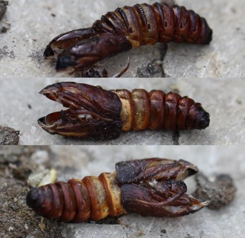 Réf. 192 582 : Cossus cossus