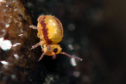 Sminthurides malmgreni