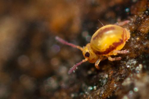 Sminthurides malmgreni