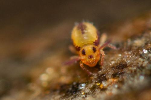 Sminthurides malmgreni