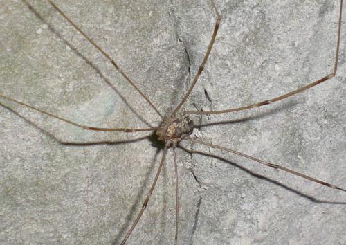Réf. 192 763 : Leiobunum limbatum