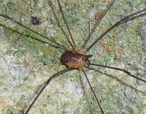 Réf. 192 544 : Leiobunum apenninicum