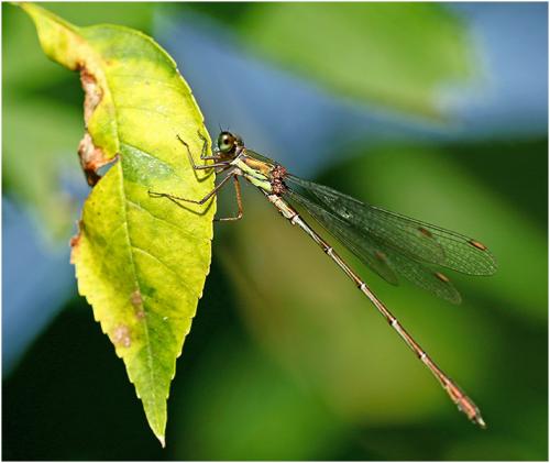 Chalcolestes viridis