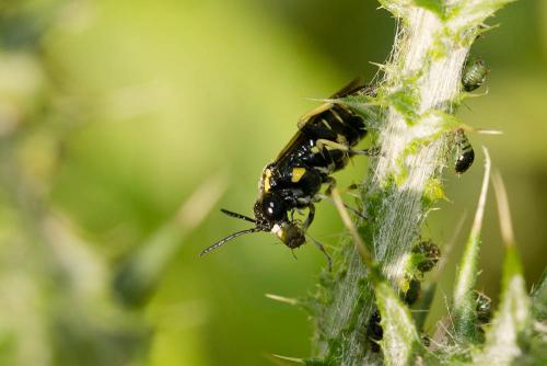 Macrophya crassula