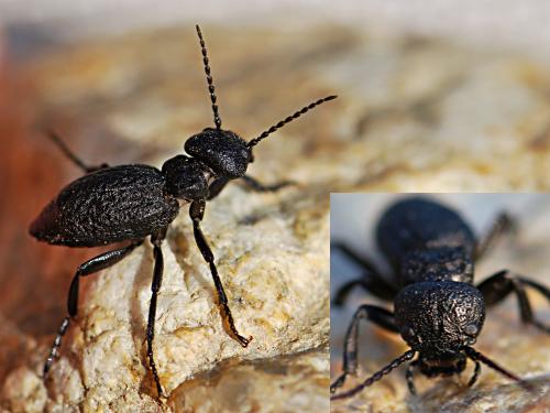 Réf. 192 248 : Meloe mediterraneus