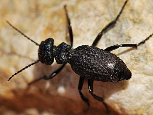 Réf. 192 247 : Meloe mediterraneus