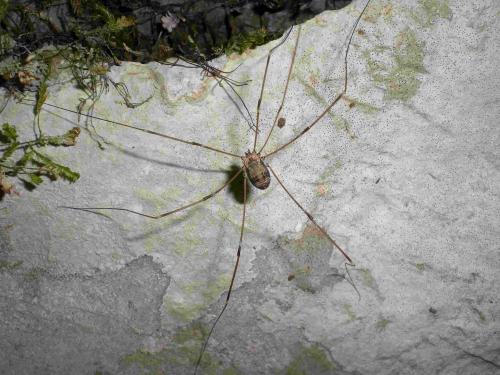 Réf. 192 155 : Leiobunum limbatum