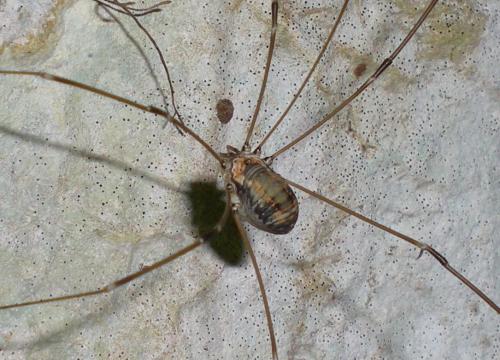 Réf. 192 167 : Leiobunum limbatum