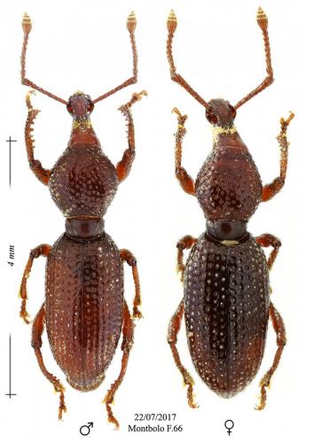 Réf. 192 891 : Otiorhynchus martinii