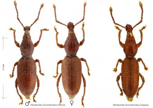 Réf. 192 908 : Otiorhynchus terricola