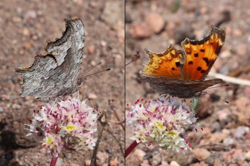 Réf. 192 427 : Polygonia gracilis zephyrus