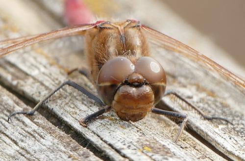 Réf. 192 974 : Sympetrum vulgatum