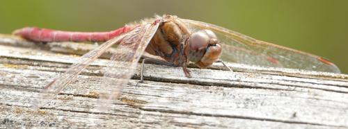 Sympetrum vulgatum