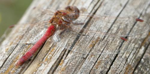Réf. 192 976 : Sympetrum vulgatum