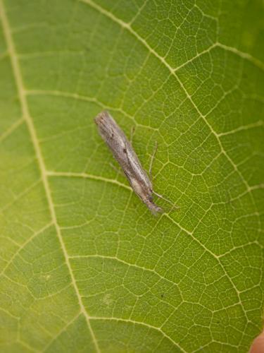 Agriphila geniculea