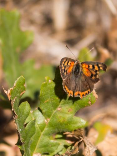 Lycaena phlaeas