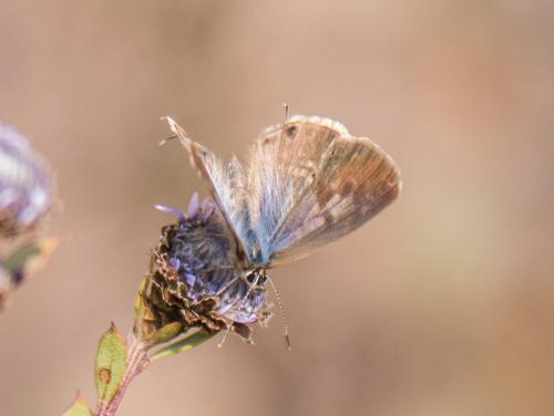 Réf. 192 672 : Leptotes pirithous