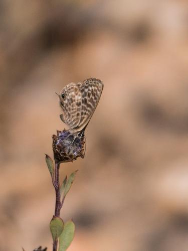 Réf. 192 673 : Leptotes pirithous
