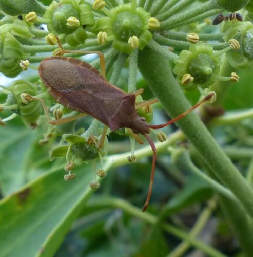 Réf. 192 488 : Gonocerus acuteangulatus