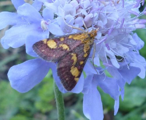 Réf. 192 521 : Pyrausta purpuralis