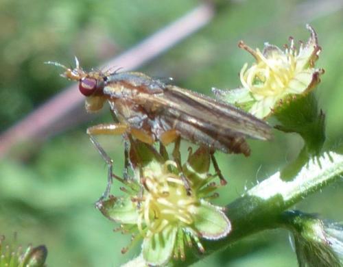 Limnia unguicornis