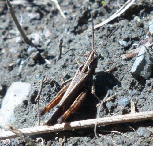 Omocestus rufipes