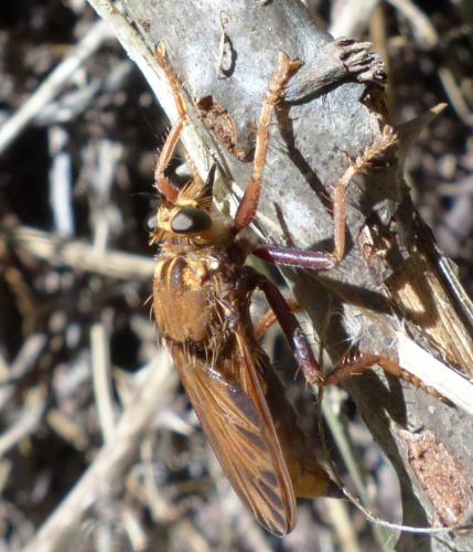 Réf. 192 379 : Asilus crabroniformis