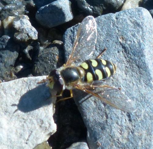 Eupeodes corollae